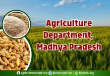 नियमों पर सवाल: GAD को दरकिनार कर कृषि सचिव ने दूसरे विभाग में सीधे की महिला अफसर की पदस्थापना